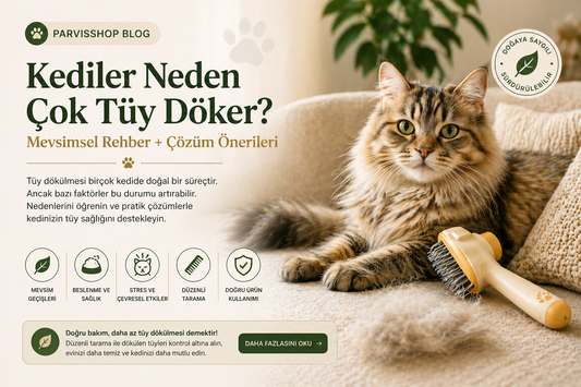 Kediler Neden Çok Tüy Döker? (Mevsimsel Rehber + Çözüm Önerileri)